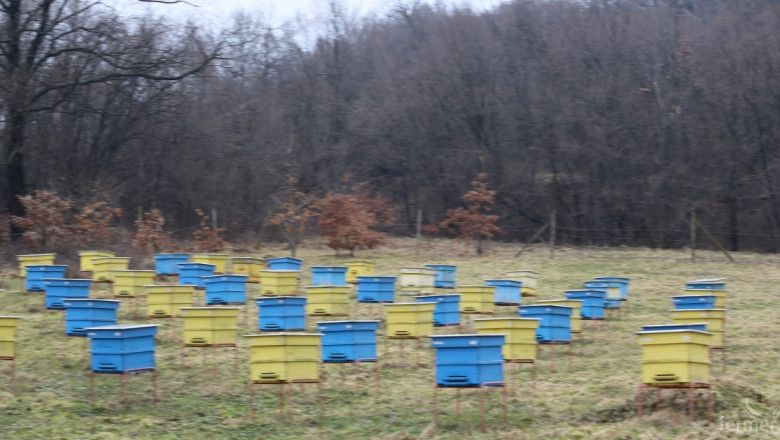 Пчеларите в Хасковско се оплакват от ниски цени 