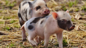 АЧС: Китай вдигна забраната за превоз на свине - Снимка 1