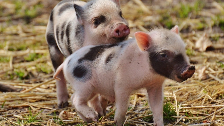 АЧС: Китай вдигна забраната за превоз на свине