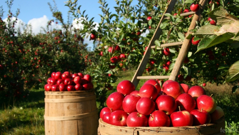 В десетката: Най-големите производители на ябълки