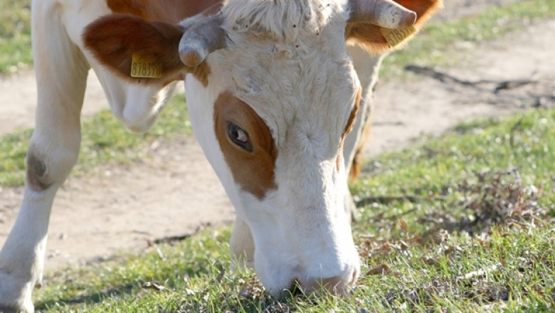 Агроиновации: Намаляване на разходите и ефективност в млечна ферма 