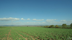 Зърнопроизводителите притеснени от промените в Закона за земята  - Снимка 1