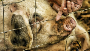 Поляците планират да убият 190 000 диви свине - Снимка 1