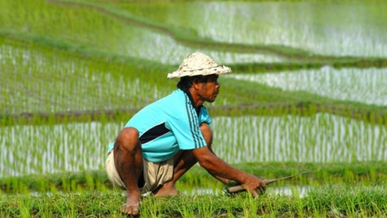 Дори остров Бали агресивно подкрепя земеделците си