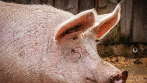 Експерт: Месото от диви и домашни свине задължително се изследва - Снимка 2