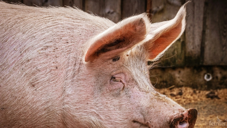 Експерт: Месото от диви и домашни свине задължително се изследва