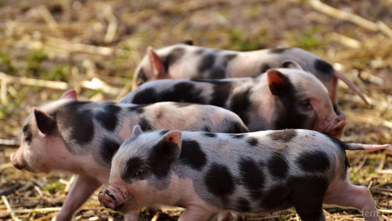 Мисия срещу Африканската чума по свинете се събира у нас