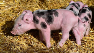 Поголовието от свине в Германия продължава да намалява  - Снимка 1