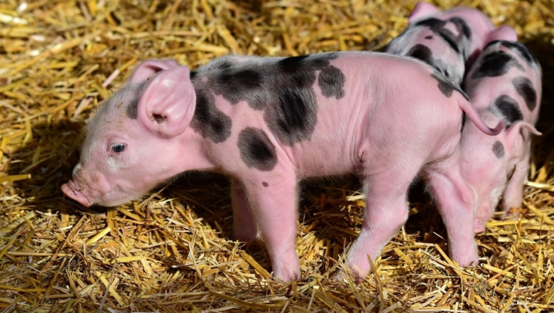 Поголовието от свине в Германия продължава да намалява 