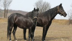 ССА организира семинар за Дунавската порода коне  - Снимка 1