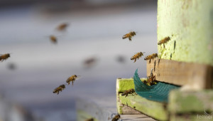 Разви ли се сектор Пчеларство от 2015 до 2017 г.? - Снимка 2