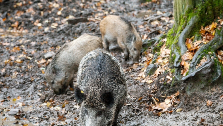 Диви прасета разнасят трихинелоза в Крумовградско