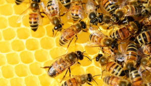 Кои са пчеларите в консултативния съвет към МЗХГ? - Снимка 1