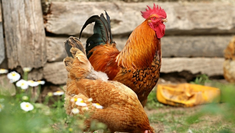 Технология разпознава пола на пилето още в яйцето
