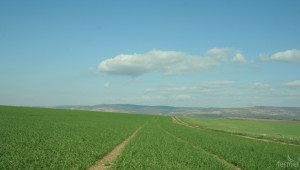 Европейските учени обезпокоени за пшеницата  - Снимка 1