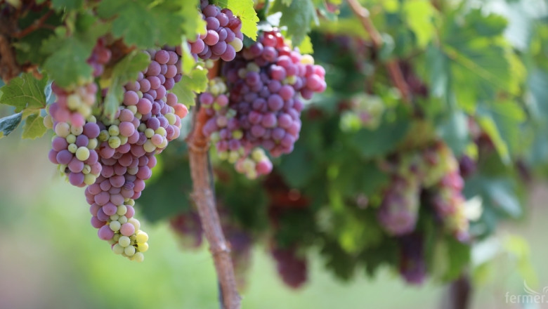Лозаро-винарската програма тръгва от 28 януари 2019 г.