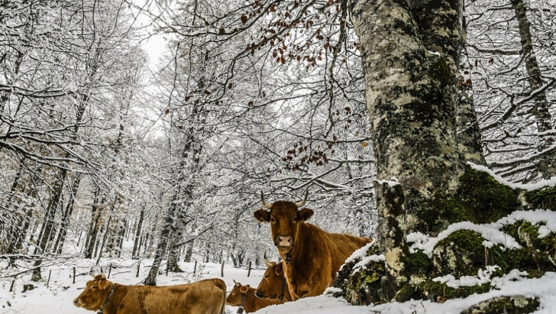 10 начина да съкратим разходите за фураж за кравите