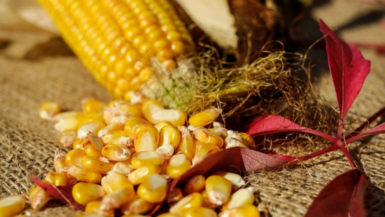 Понижиха прогнозата за производството на царевицата в ЕС 