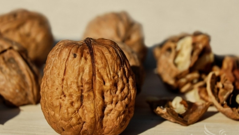 Много опасен вредител по орехите идва към Източна Европа 