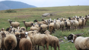 Порожанов: 2019 г. отново ще бъде трудна за животновъдите - Снимка 1