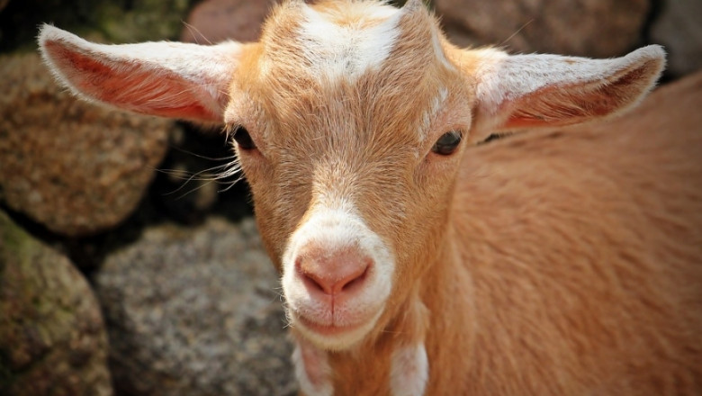 Австралия уверено увеличава производството на козе месо 