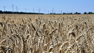 С 30% по-ниски добиви от пшеница през 2018 г. в Добруджа - Снимка 1