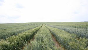 Реколтата от пшеница няма да удовлетвори световното потребление  - Снимка 2