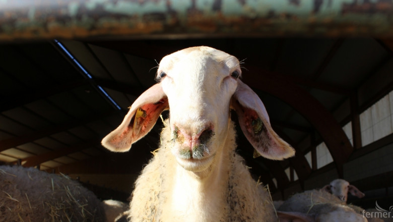 2018 г. в селското стопанство: Овцевъдство