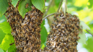 Пчелен рояк влезе в класация на куриозите за 2018 г. - Снимка 2