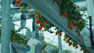 Бъдещето на ягодите: Робот с 24 ръце - Снимка 2