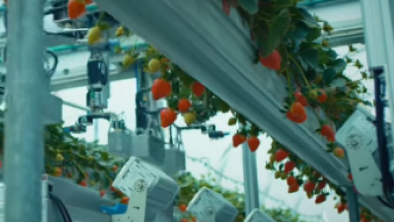 Бъдещето на ягодите: Робот с 24 ръце
