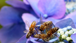 Ниската държавна помощ отчайва пчеларите - Снимка 2