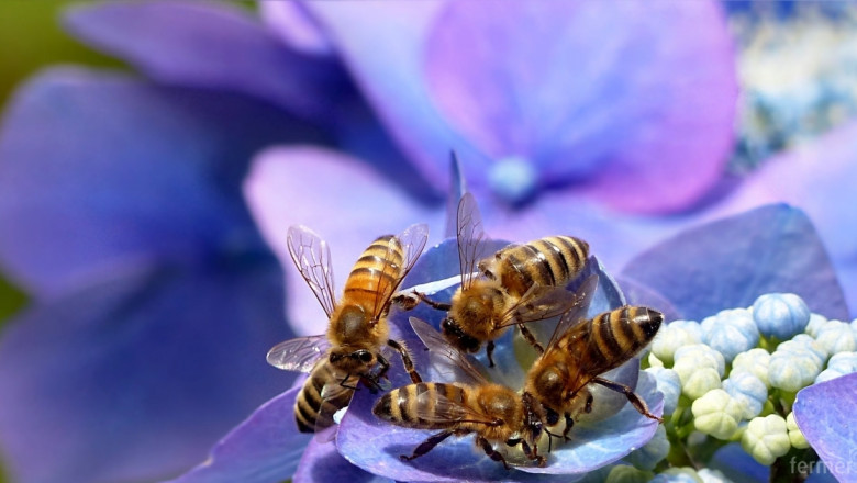 Ниската държавна помощ отчайва пчеларите