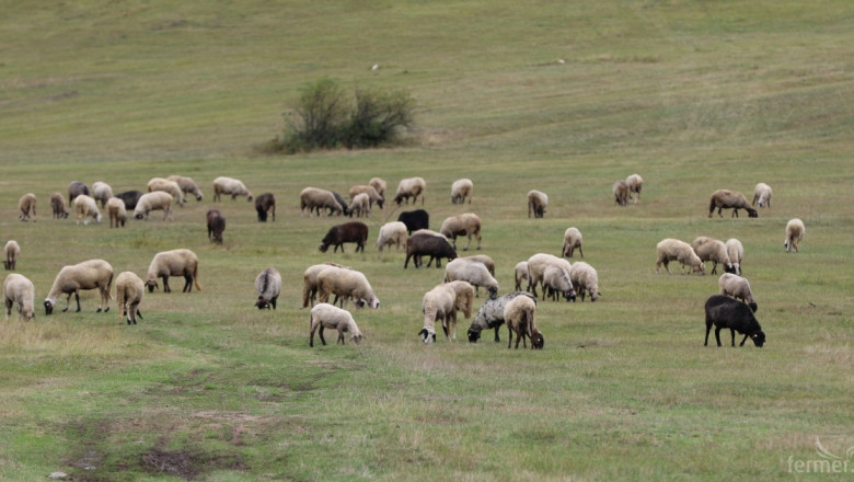 След ставките за обвързана подкрепа: Овцевъди проговарят първи