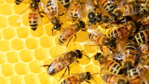 Идеи от биопроизводители: Как да се помогне на пчеларите? - Снимка 1