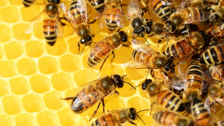 Идеи от биопроизводители: Как да се помогне на пчеларите?