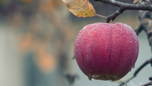 Каква бе 2018 г. за производството на ябълки в ЕС? - Снимка 1