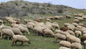 Как ще се развиват овцевъдството и козевъдството идните 10 години? - Снимка 1