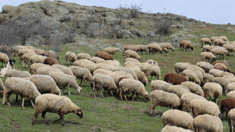 Как ще се развиват овцевъдството и козевъдството идните 10 години?