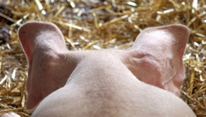 Украйна на път да ограничи вноса на свинско месо от ЕС - Снимка 1