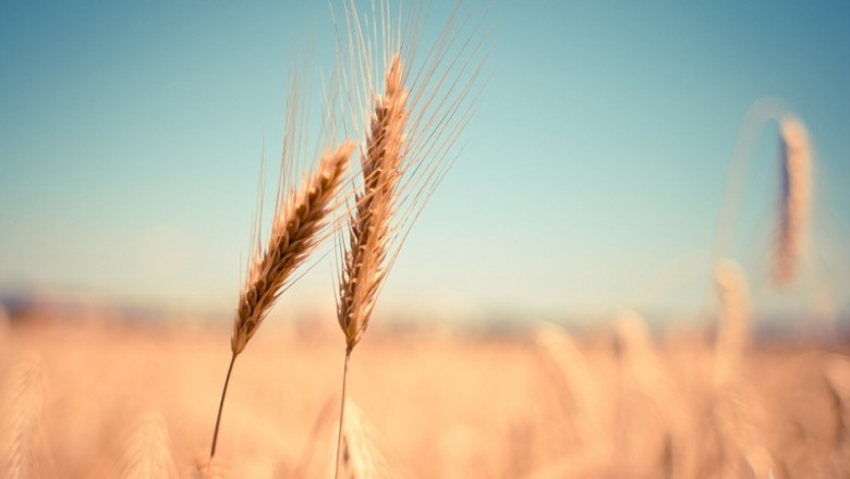 Румъния изнася пшеница с рекордно темпо