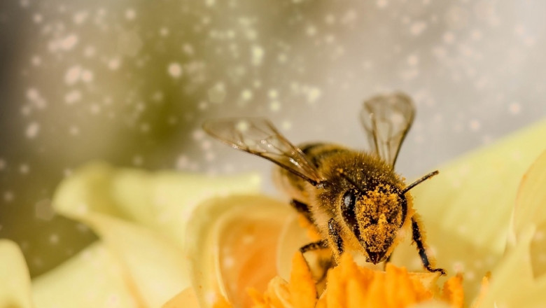 Масово измиране на пчели в Турция 