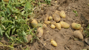 До 20% по-слаба реколта от картофи в Испания, Германия и Франция - Снимка 2