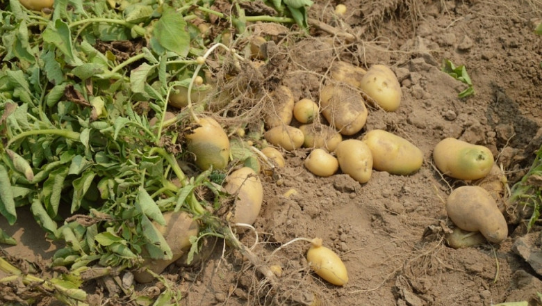 До 20% по-слаба реколта от картофи в Испания, Германия и Франция