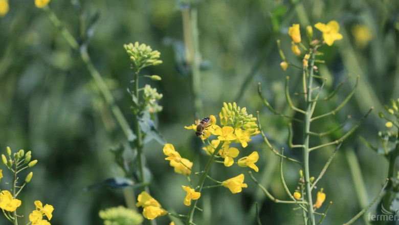 Германия забрани три опасни за пчелите препарата 