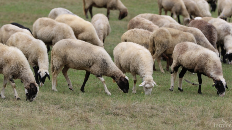 Окончателно: Ще има de minimis за овцевъди и козевъди