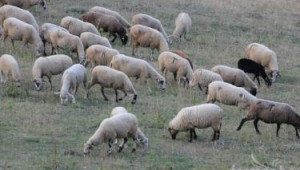 Заразни болести при овцете и козите - Agri.bg
