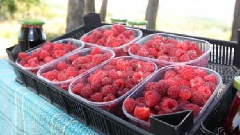 Подхранване на ягодоплодните култури с азотни торове