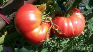Листната плесен и кафевите листни петна вредят на доматите