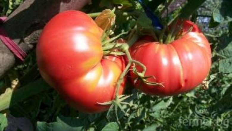 Листната плесен и кафевите листни петна вредят на доматите